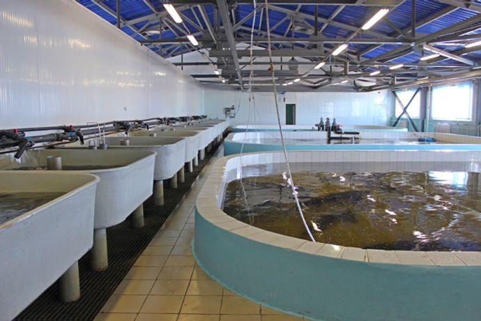 Underwater cleaning solutions for aquaculture industry - Agriculture - Aquaculture