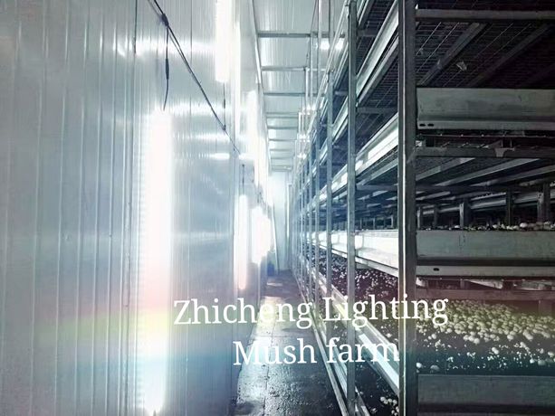 Zhichenges - Model ZC-RF2000-WD - LED Mushroom Growing Room Lighting
