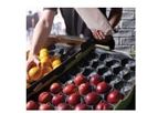 Hellagro - Fruit Trays