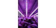 Plant Growth Research Lights