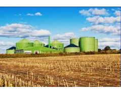 Industry calls for uniform sustainability criteria for all bioenergy