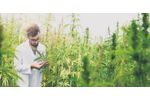 Concrete Structures for Cannabis Cultivation - Agriculture - Crop Cultivation