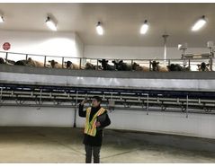 Dairy Barn & Rotary, Murdock, Minnesota - Case Study