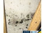 What Temperature Does Mold Grow in a House?