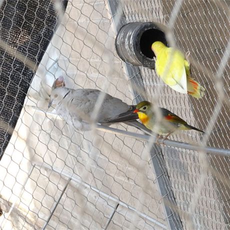 AISI 316 stainless steel aviary mesh / bird enclosure netting-4