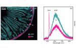 Multiphoton Imaging of Mouse Intestine - Medical / Health Care - Animal Heath