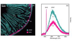 Multiphoton Imaging of Mouse Intestine