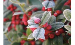 Photosynthesis in Plants: Holly
