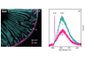 Map of the Month – Imaging Mouse Intestine