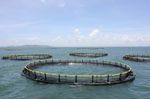 Water Quality Monitoring Solutions for Aquaculture - Agriculture - Aquaculture