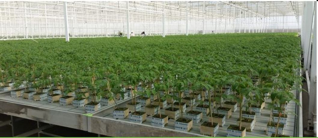 Horti-XS - Greenhouse Construction Services