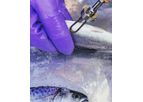 SCOTVAX - Our staff are fully trained by leading experts on fish vaccination