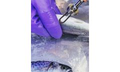 SCOTVAX - Our staff are fully trained by leading experts on fish vaccination