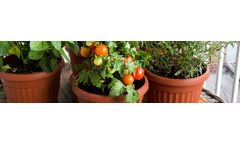 How to plant tomatoes: 7 Common mistakes when Growing Tomatoes in Pots
