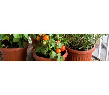 How to plant tomatoes: 7 Common mistakes when Growing Tomatoes in Pots