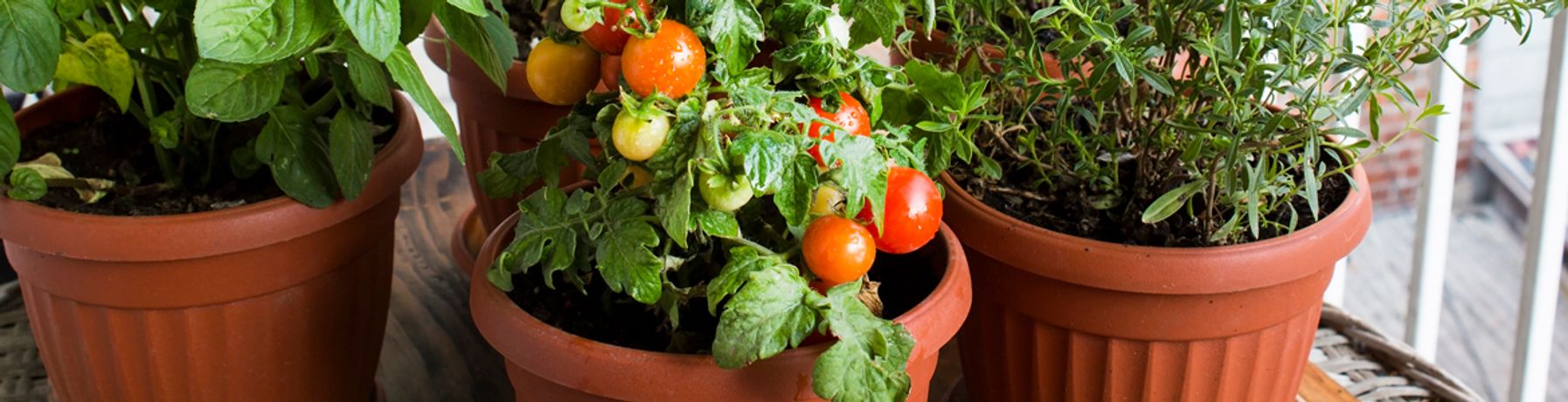 How to plant tomatoes: 7 Common mistakes when Growing Tomatoes in Pots-0