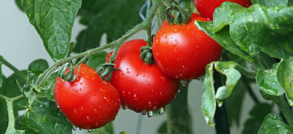 How to plant tomatoes: 7 Common mistakes when Growing Tomatoes in Pots-1