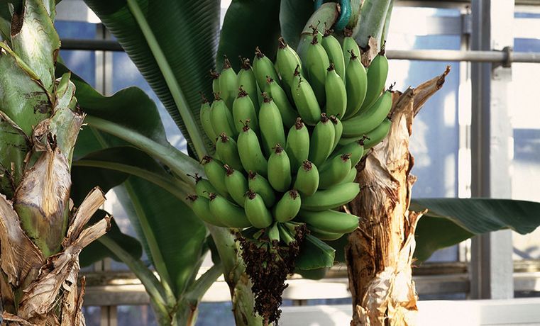 Direkci - Banana Production Greenhouses