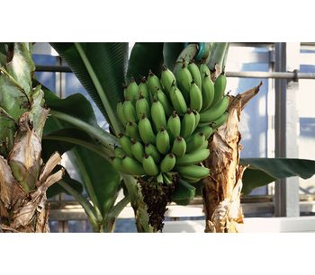 Direkci - Banana Production Greenhouses