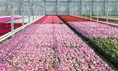 Direkci - Ornamental Plant Production Greenhouses