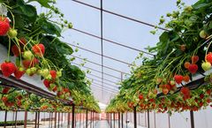 Direkci - Soilless Agricultural Greenhouse