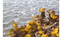 Brightplus and Origin by Ocean join forces to utilise redefined seaweed in biomaterials