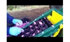 Garmach 3 row belt planter MGP-3R for bulbs, onion, garlic, saffron - Video
