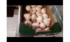 Garmach garlic splitting machine GS-550 Video