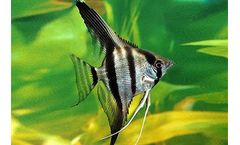 Different Kinds of Freshwater Angelfishes (4)