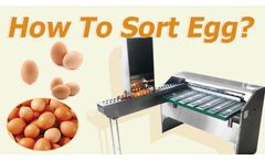 How to grade eggs? Egg grading sorting machine 