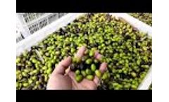 HENAN SOLID olive oil line Video