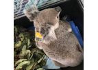 Koalas - GPS Ear Tags