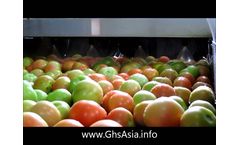 Greefa tomato grading machine Video