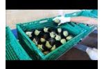 Bulltec - Electronic vegetable calibration line Video