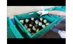 Bulltec - Electronic vegetable calibration line Video