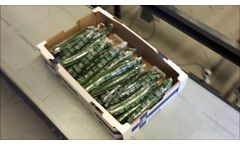 Greefa - N?rpes Gr?nsaker - QSort 2 lane for sorting and packing of cucumbers in Finland Video