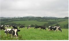 Feed Formulation Software for Dairy Cattle