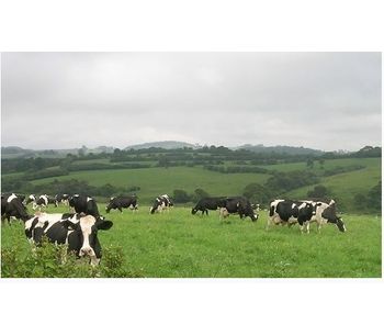 Feed Formulation Software for Dairy Cattle - Agriculture - Livestock