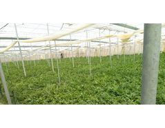 HPGen™ improves crop yields, reduces irrigation system maintenance in Almeria greenhouse
