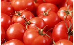 BountiGel  - Granular for Tomatoes