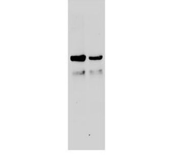 Elabscience - Model PTEN -E-AB-40284 - Polyclonal Antibody