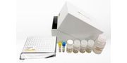 Nucleocapsid Protein Sandwich ELISA Kit