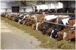 Advanced biotechnology solutions for dairy farming industry - Agriculture