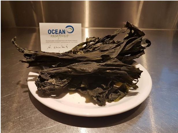 Ocean-Rainforest - Alaria Esculenta Seaweed