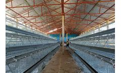 Price of A-Type Chicken Layer Cages for 20,000 Layers in Gambia