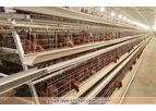 Livi - Model A Type - Layer Chicken Battery Cage System