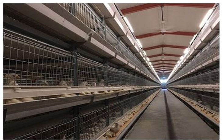 Livi - Automatic Broiler Cage System