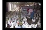 Poultry Farming Equipment for Breeder Chicken House -Video