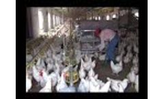Poultry Farming Equipment for Breeder Chicken House -Video