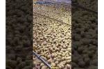 Brood Time of Broiler Chicken in Philippines - Video